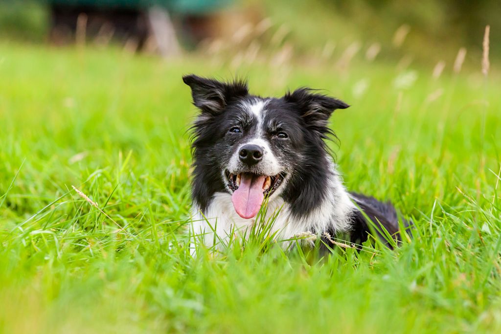 Border collie couché sur l'herbe