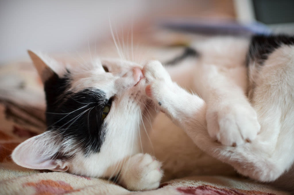 2acne chez le chat demangeaisons