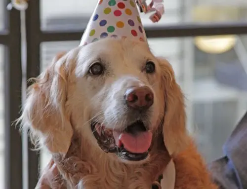 anniversaire Bretagne chien du 11 septembre new york