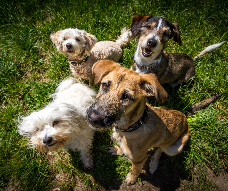 Aide à la marche pour chien - Plusieurs tailles disponibles