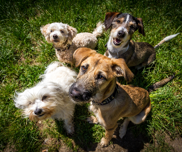 Dans la tête de vos chiens