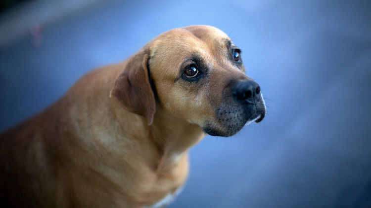 chien peur pétard