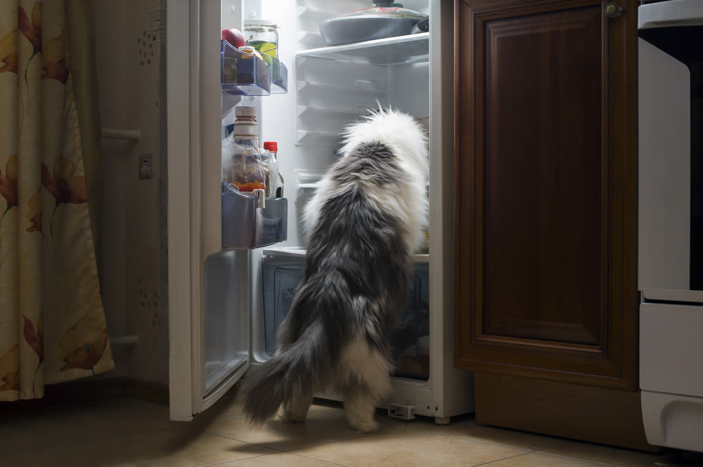 Kat onderzoekt open koelkast in de keuken