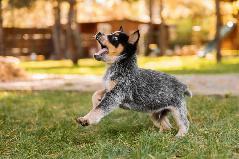 Speelse Australische veedrijver puppy springt