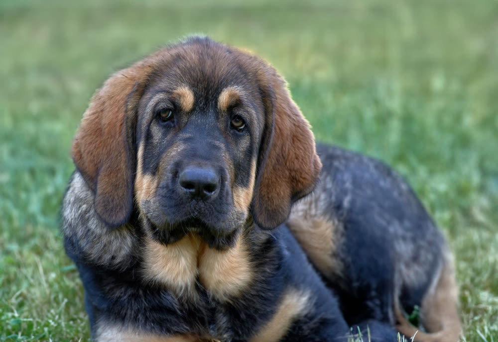 Perro mastín español