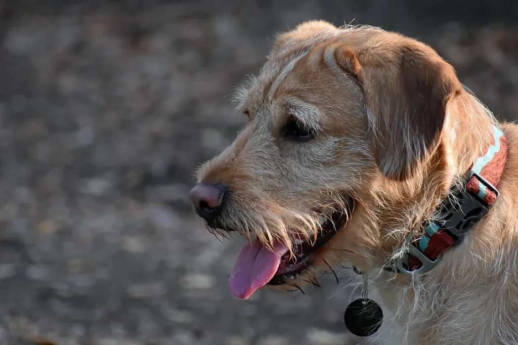 labradoodle herbe