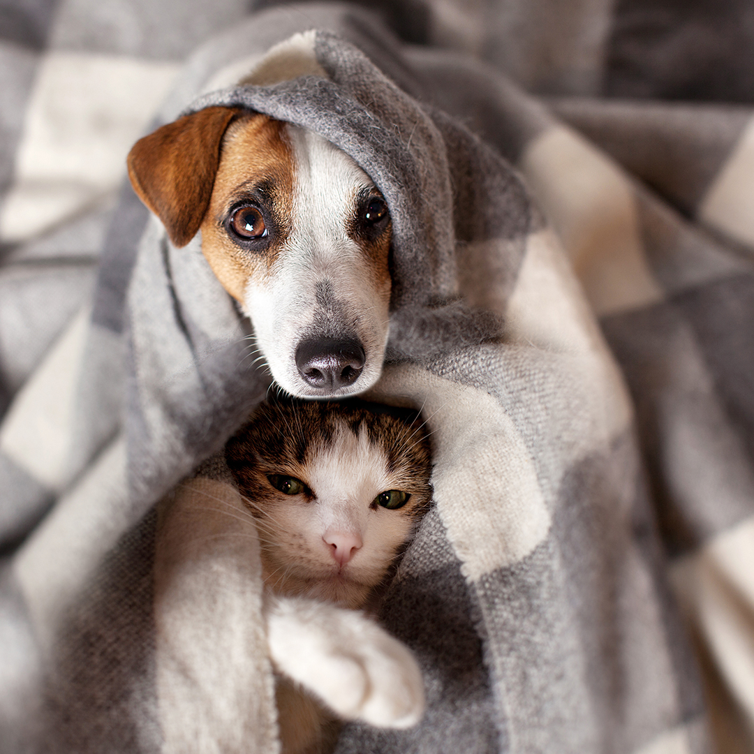 Gastro-entérite chez le chat : la soigner et la prévenir - Santévet