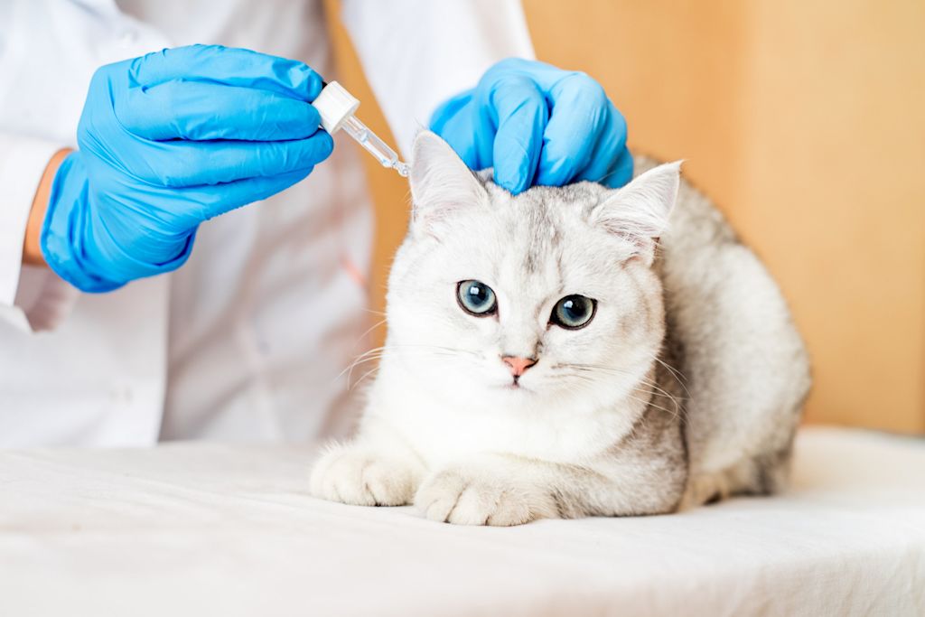 chat_antiparasitaires_vermifuges_puces_tiques