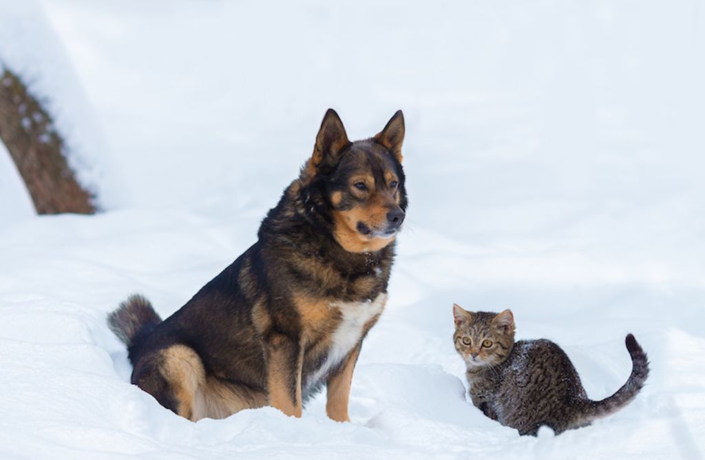 chien et chaton socialisation