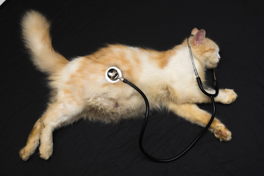 Dierenarts onderzoekt rode kat