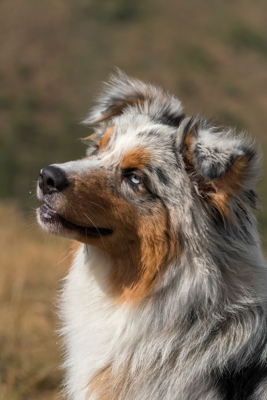 berger shetland merle