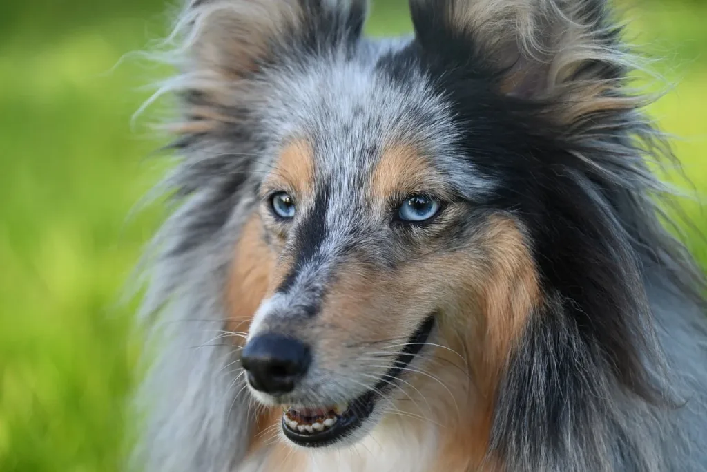 shetland-sheepdog-8420917_1280.webp