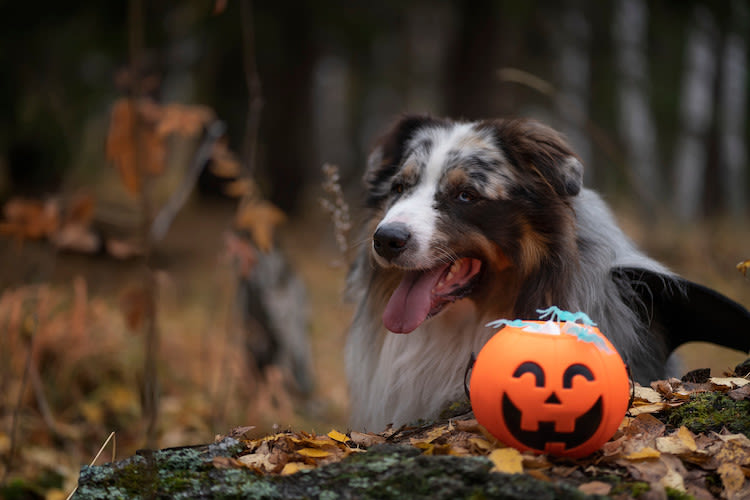 dangershaloweenchien