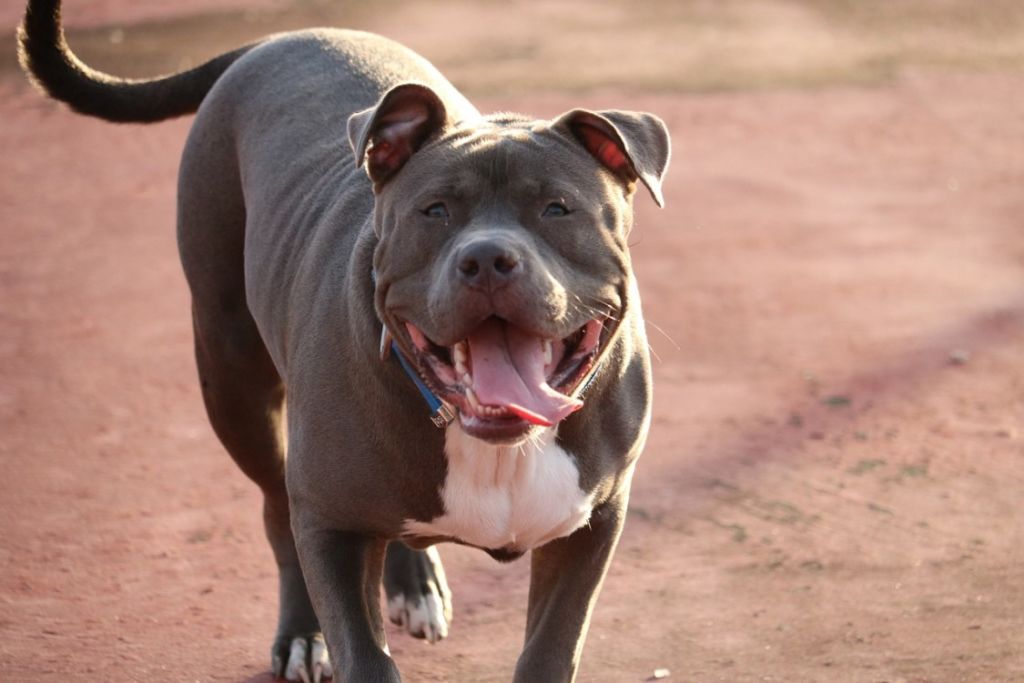 pit-bull heureux