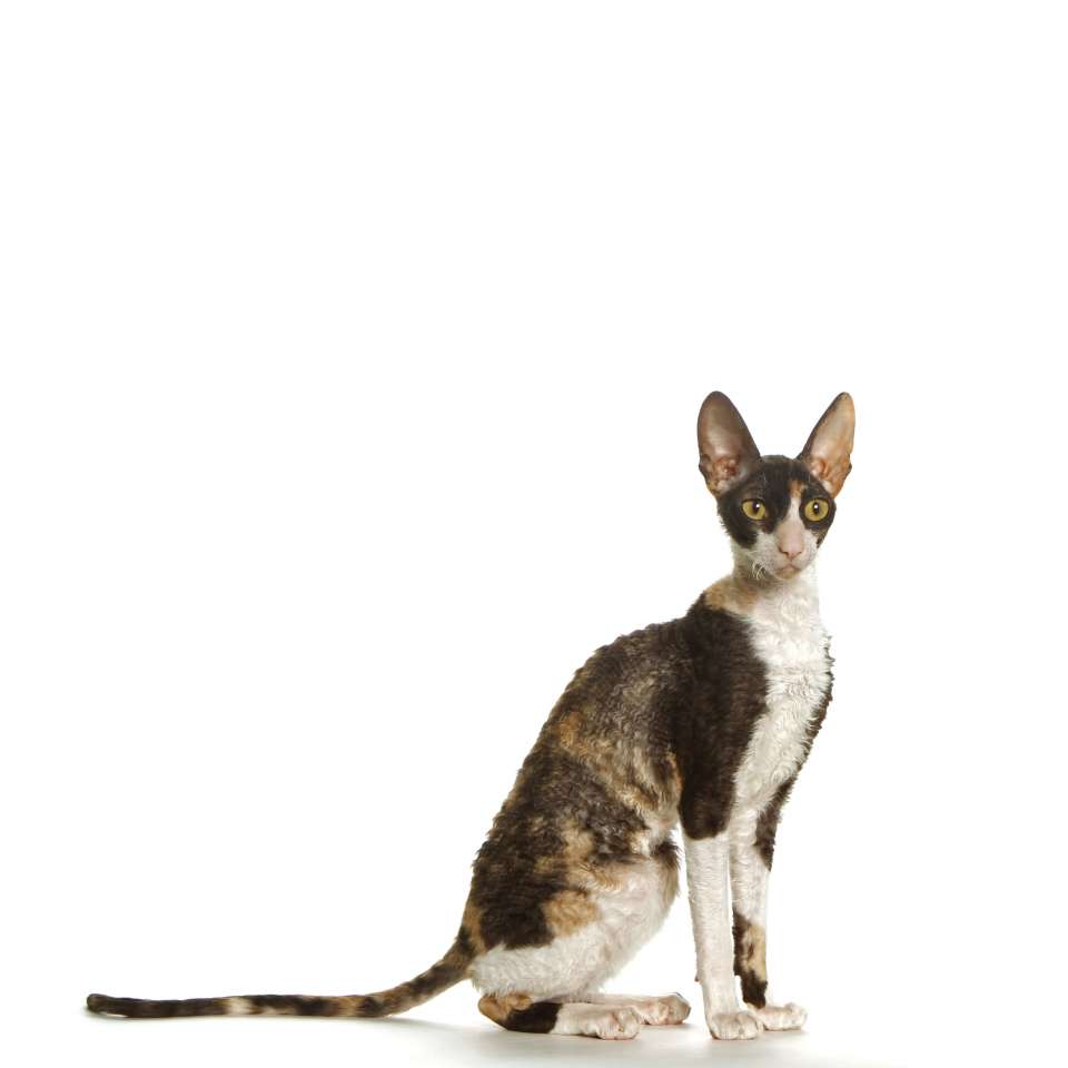 cornish rex