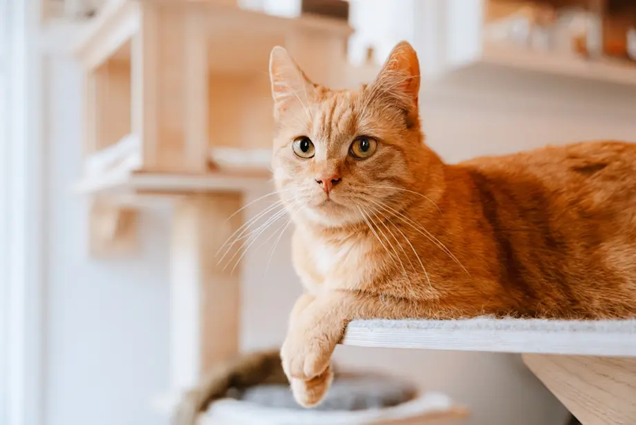 Un gatto è comodamente seduto su uno scaffale in legno