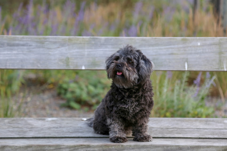 Kleine Hunde bleiben länger jung