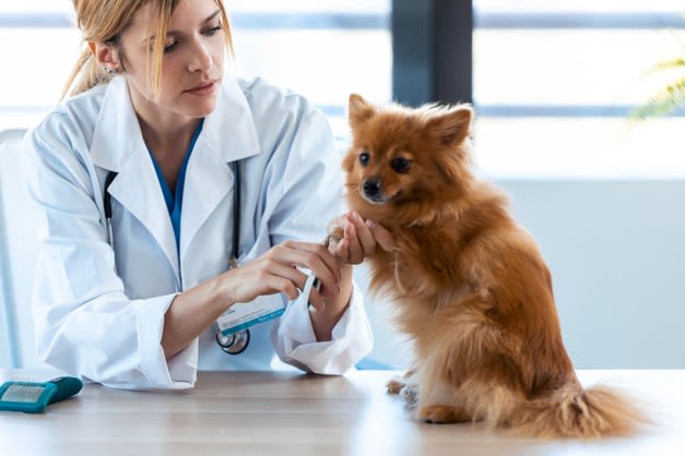 Chien vétérinaire qui donne la patte