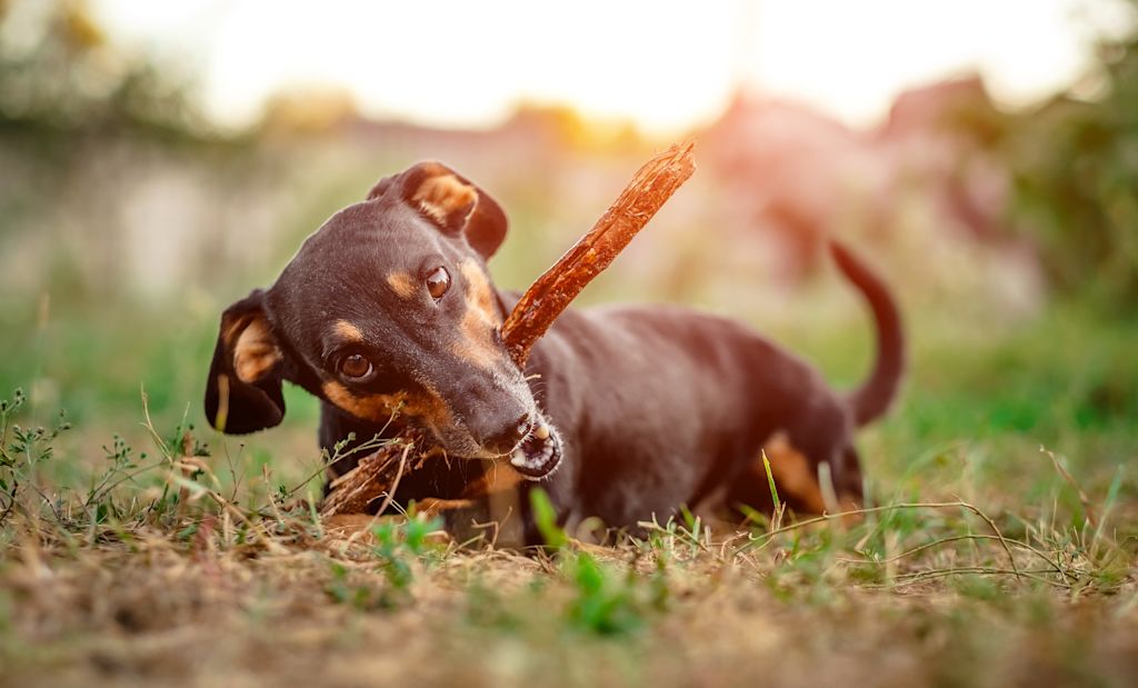 hundfrisstkarotte