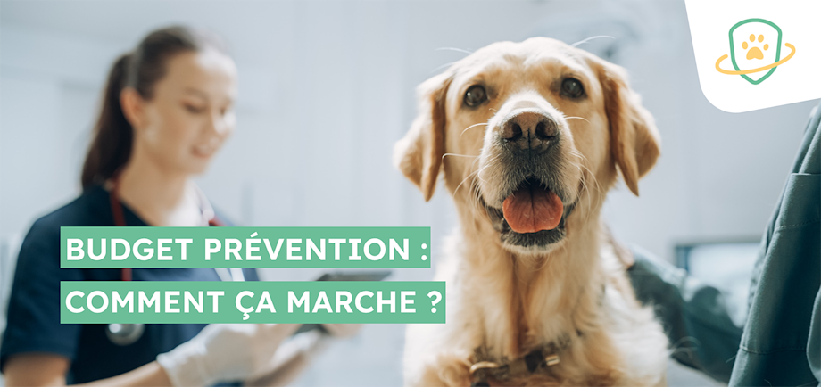 Visuel Article Budget Prévention SV FR 2023
