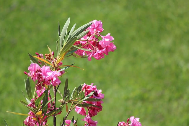 Plante toxique animaux