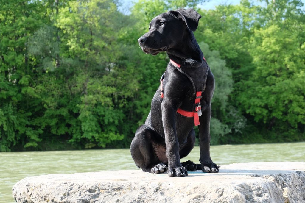 chien noir assis dehors