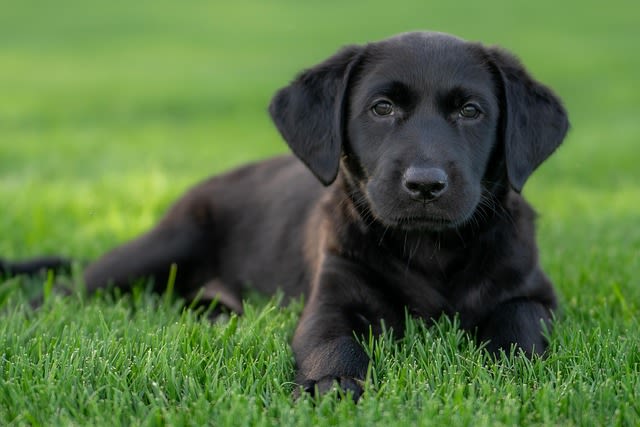 chiot labrador noir