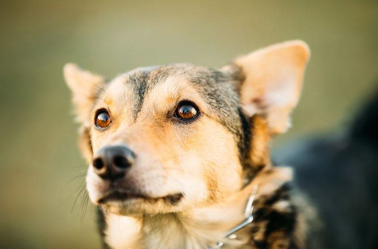 1-glaucome chien age