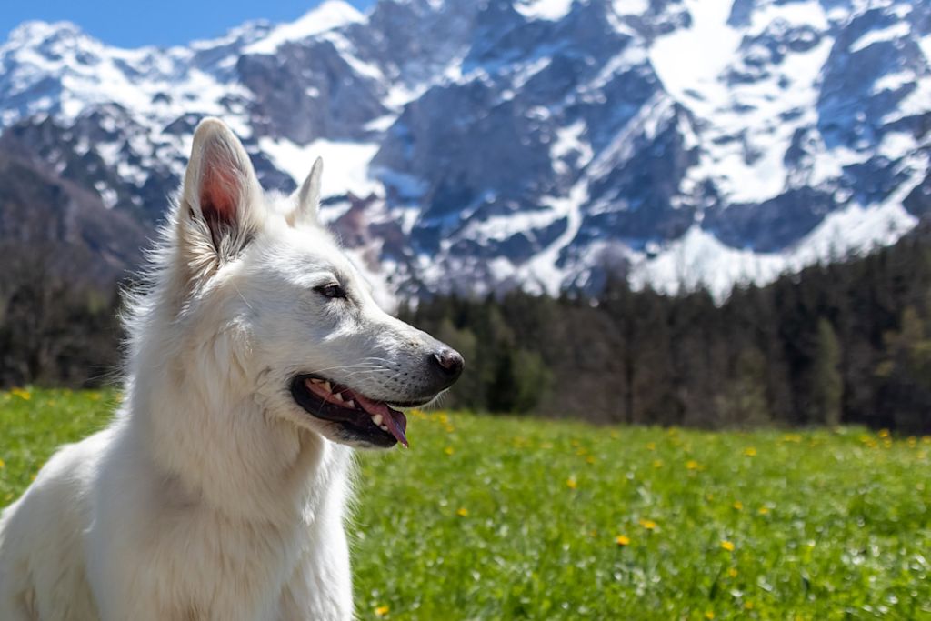 berger blanc suisse devant une montagne