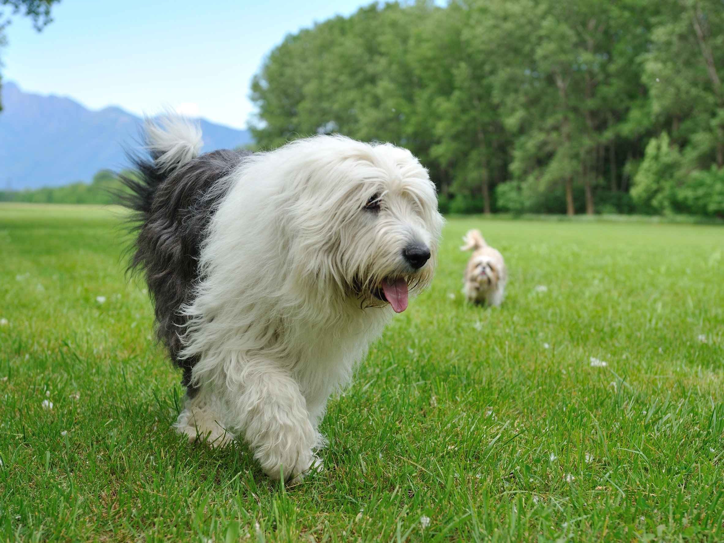 Bobtail (berger anglais ancestral) - Fiches race - Chien - Santévet