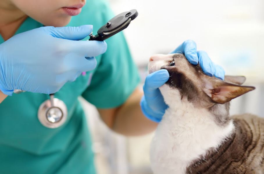 conjonctivite chez le chat