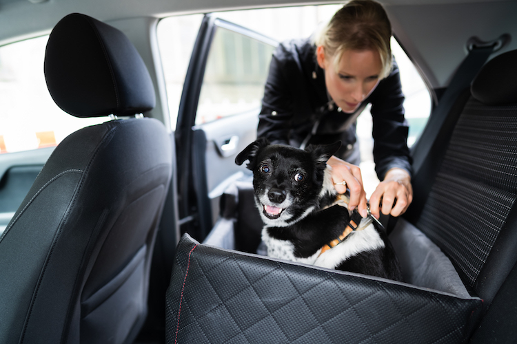Transporter son chien en voiture en toute sécurité