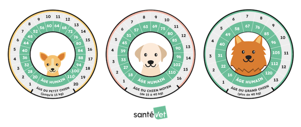 Infographie - Age du Chien vs Humain