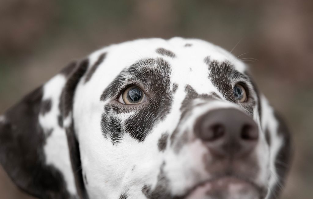 dalmatien dans l'herbe