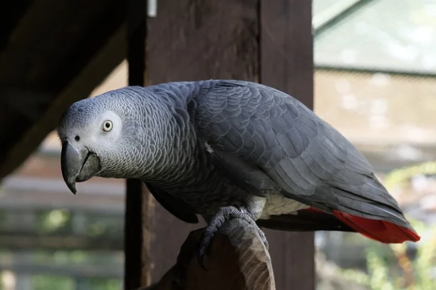 Le Gris du Gabon : un perroquet très apprécié - Perroquet - NAC ...