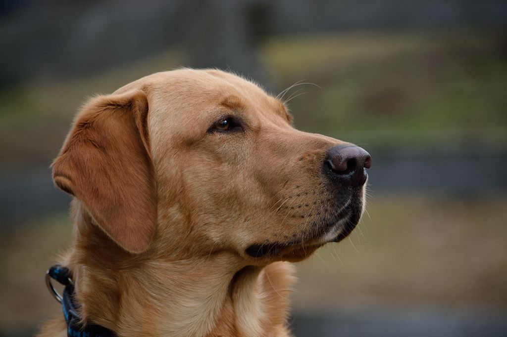 labrador profil