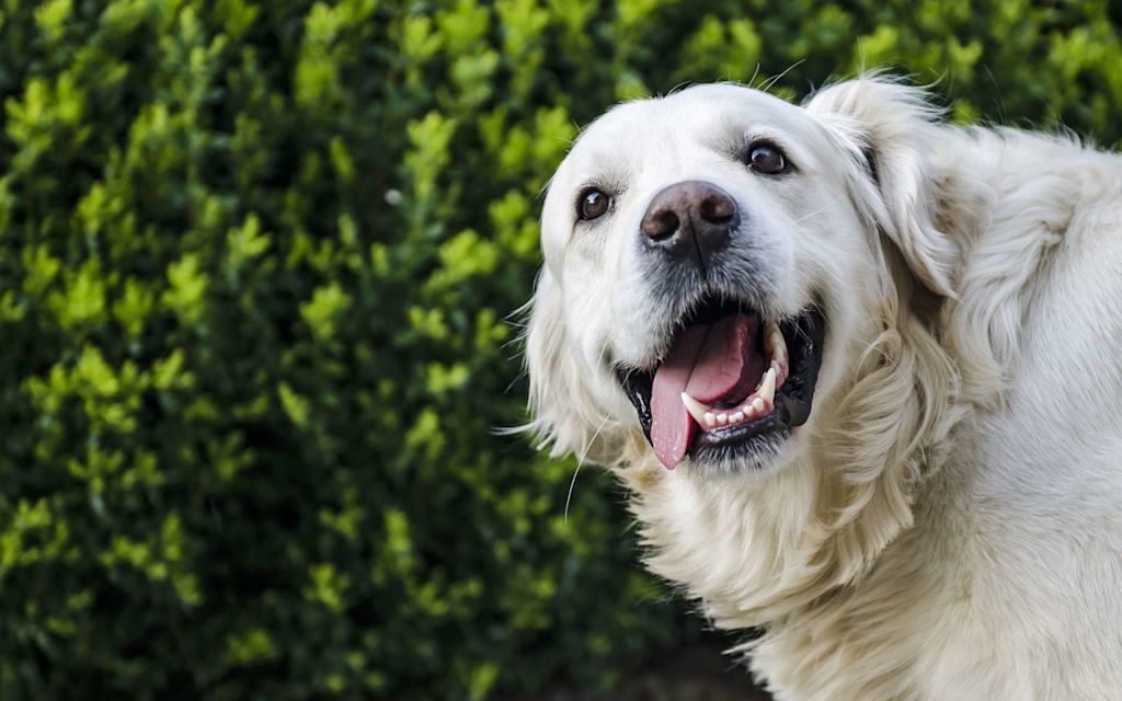 Chien qui halète.jpg