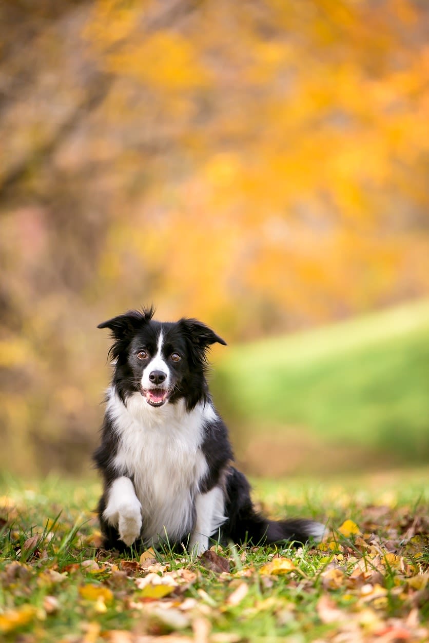 SV border collie