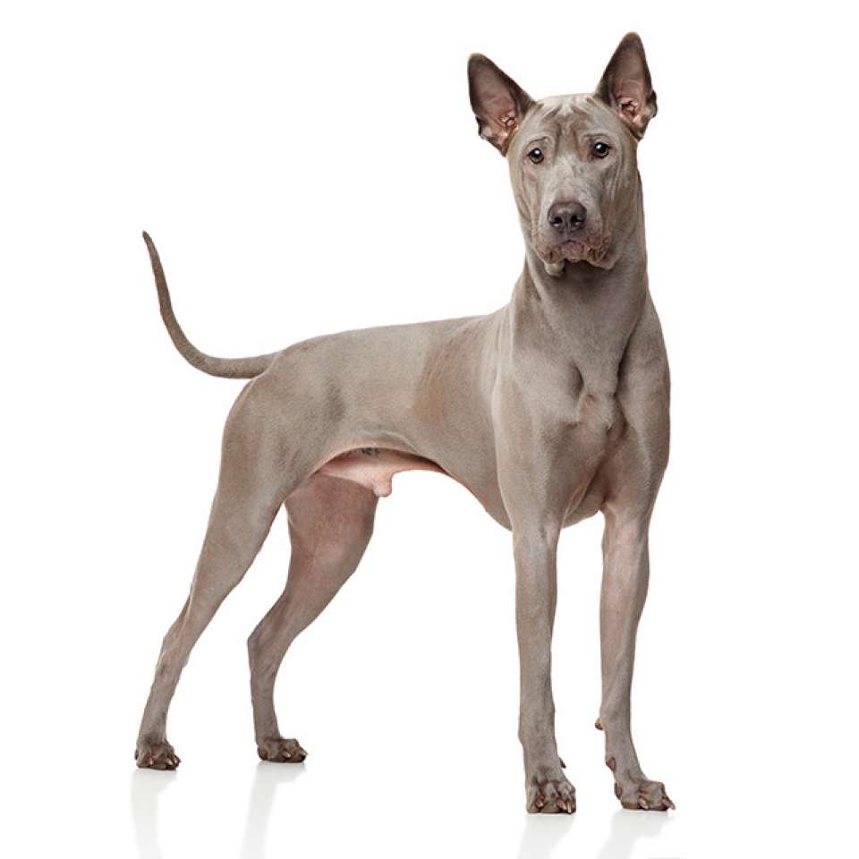 CHIEN THA+ÅLANDAIS A CRETE DORSALE.jpg