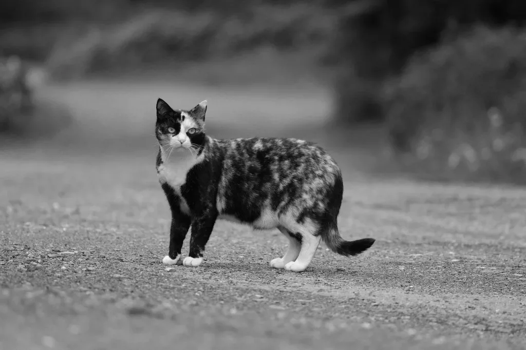 chat noir et blanc dans la rue