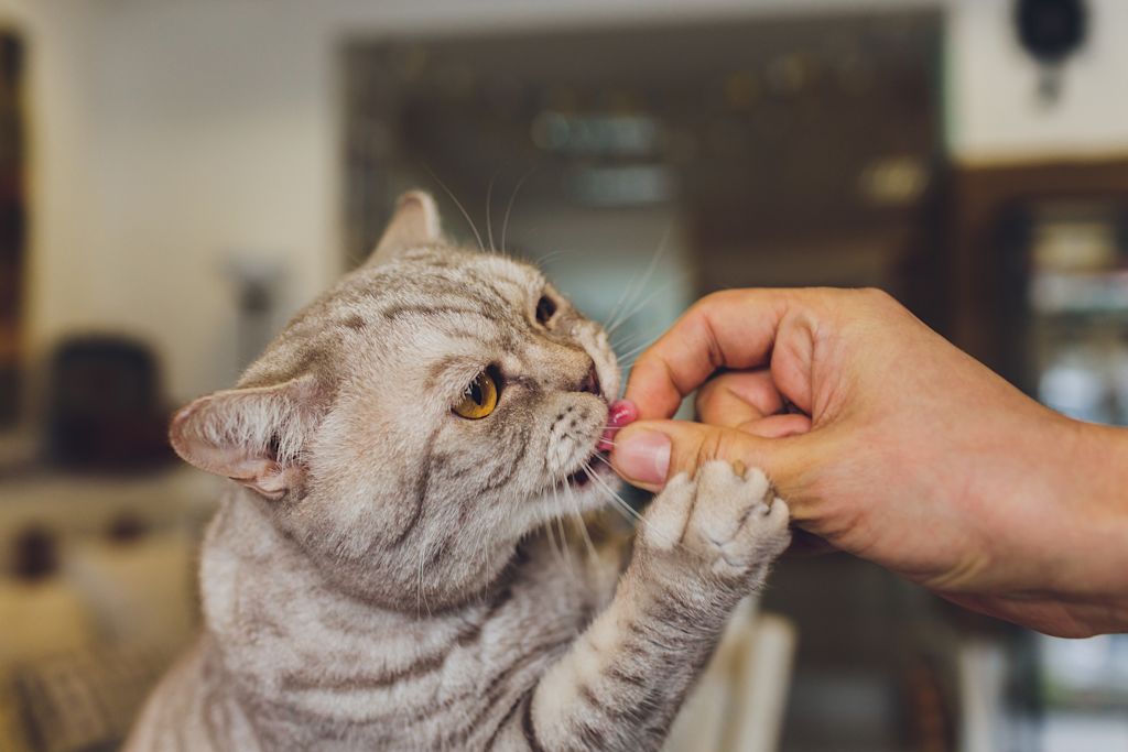 Chat qui prend un comprimé