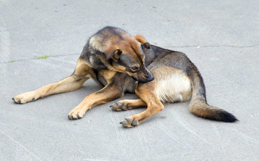 Les-maladies-de-peau-chez-le-chien.jpg