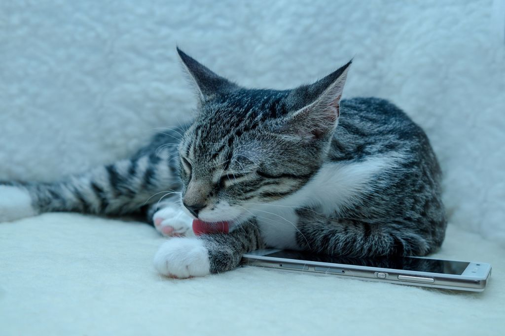 chat tigré fait sa toilette