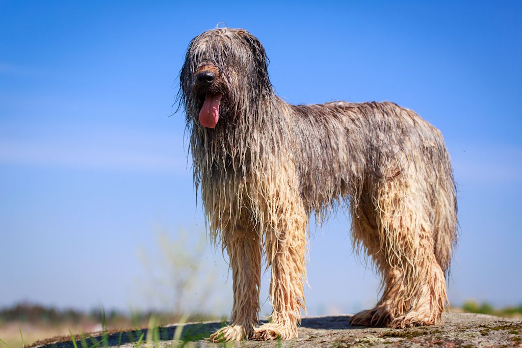 briard