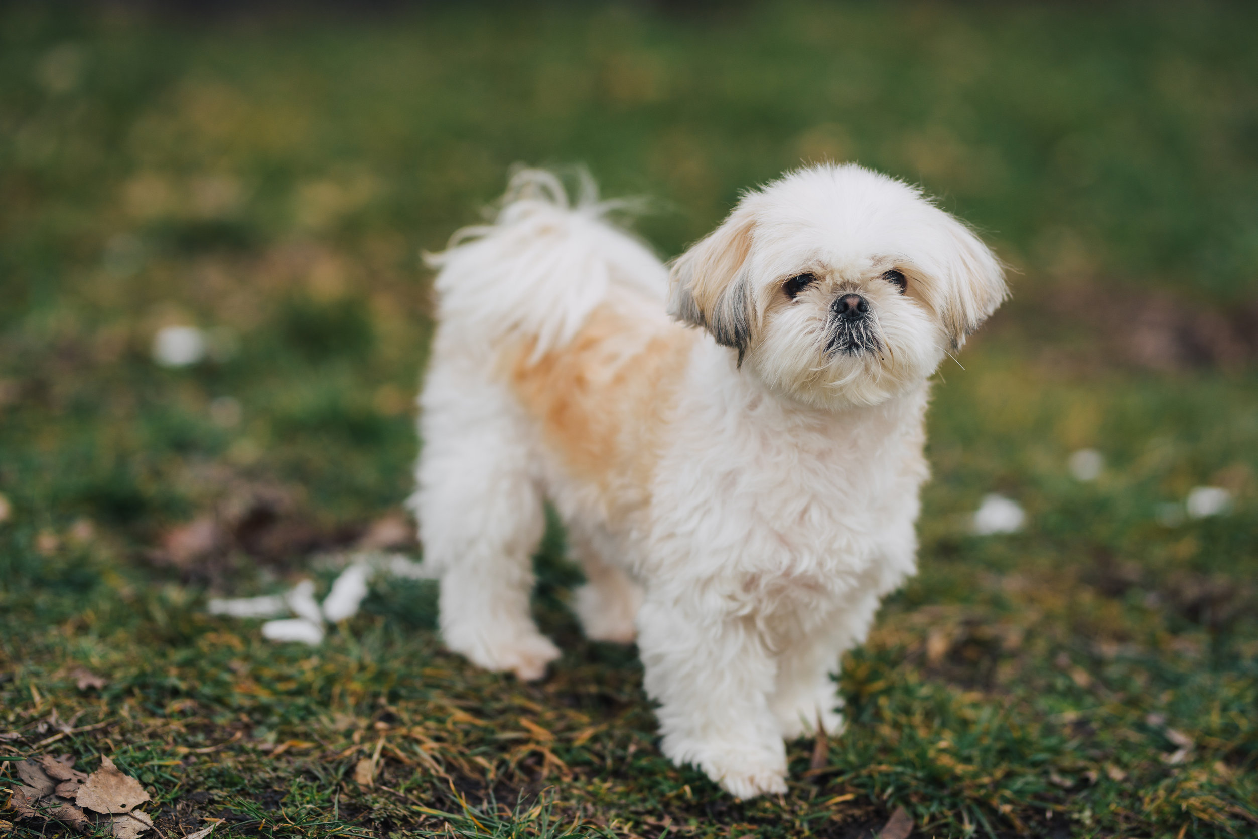 Shih tzu sale race