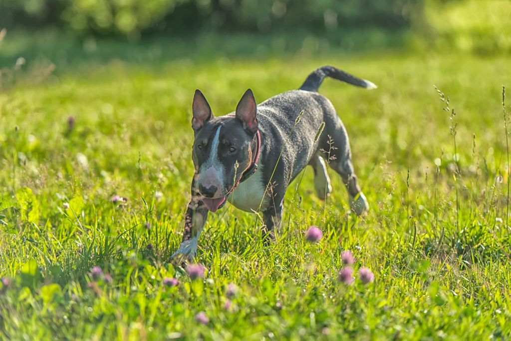 bull terrier joyeux