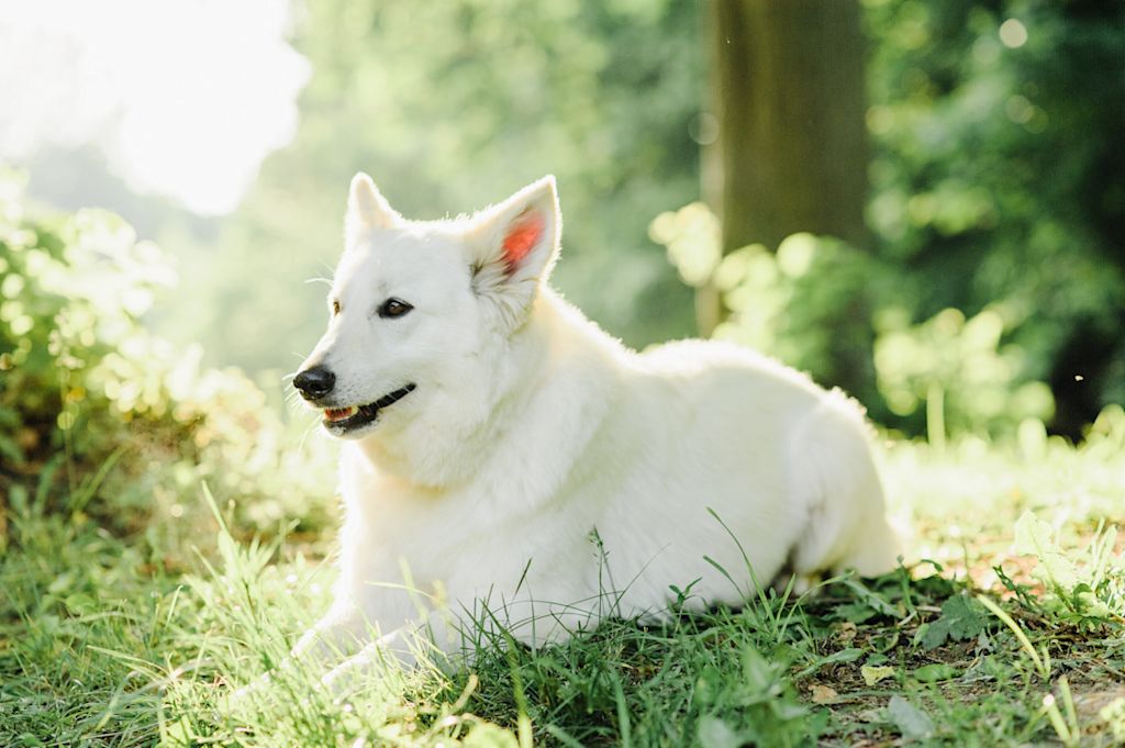 Berger blanc suisse dans l-herbe