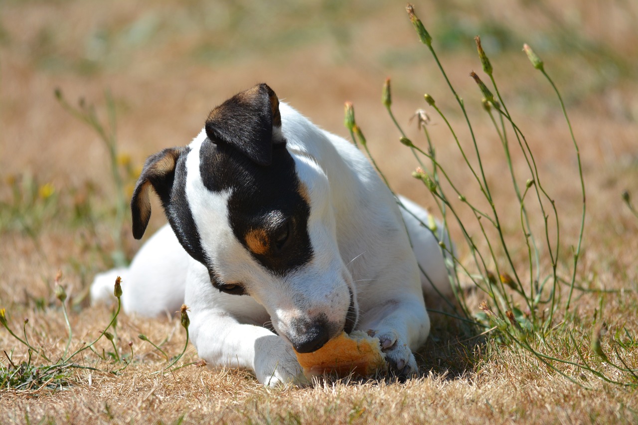 chien qui mange du pain