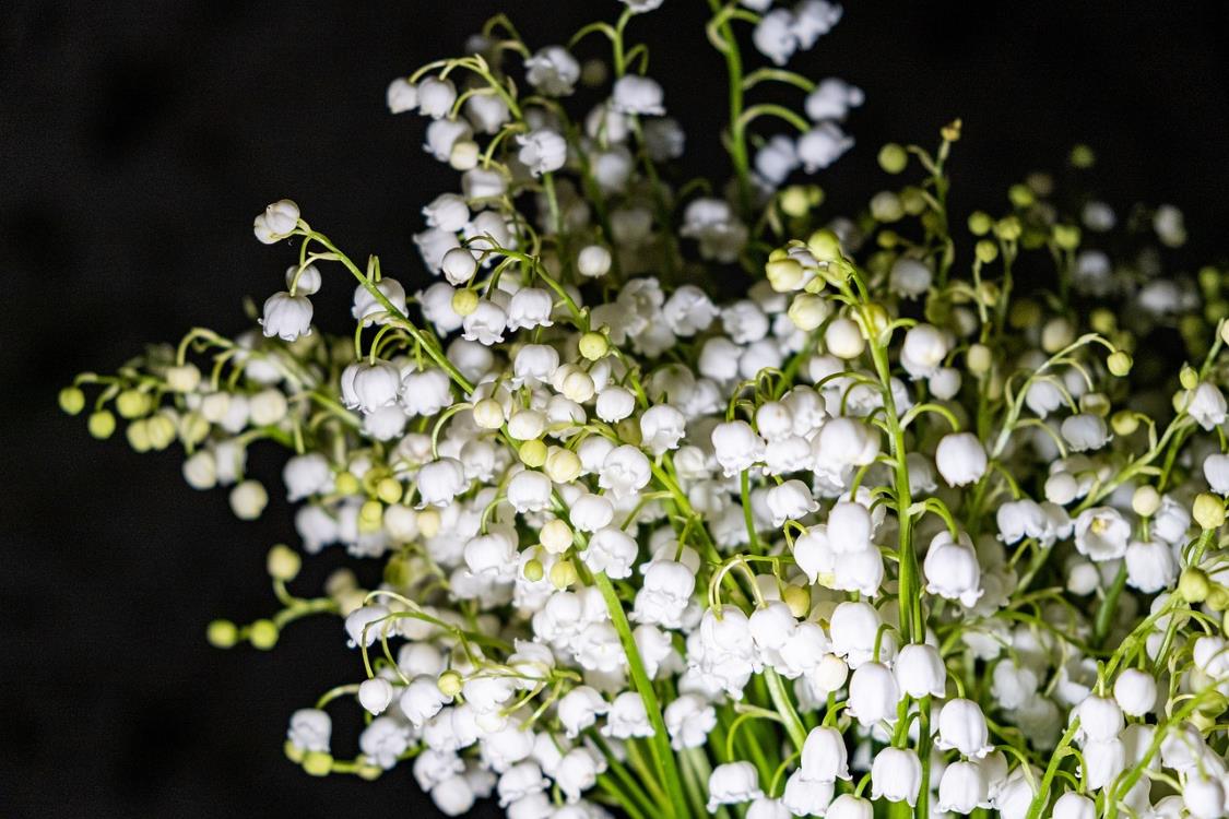 Muguet