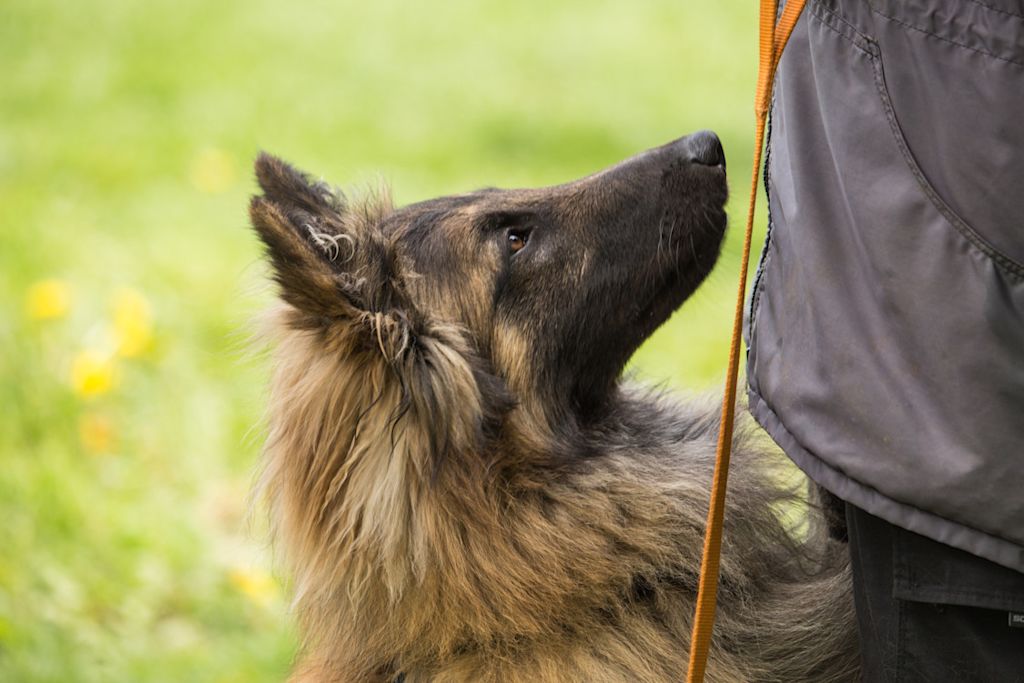 Berger Belge Tervueren qui regarde son maître
